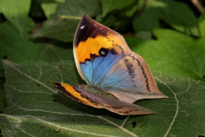 Butterfly-lastdi: charakterystyczne objawy i styl życia Butterfly-lastdi: charakterystyczne objawy i styl życia